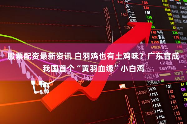 股票配资最新资讯 白羽鸡也有土鸡味？广东育成我国首个“黄羽血缘”小白鸡